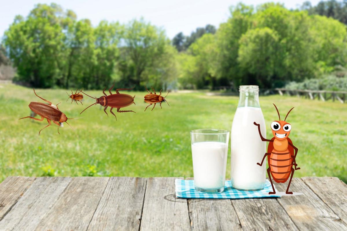 Will Illinois People Start Drinking Cockroach Milk?