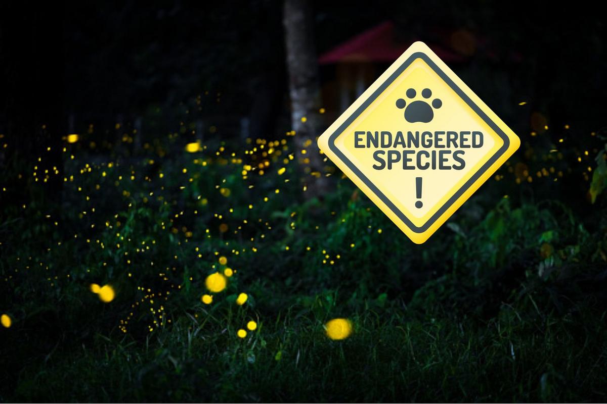 It’s All Our Fault? Here’s Why Fireflies Are Going Extinct In Illinois