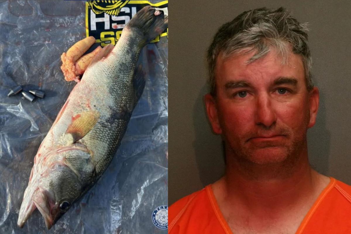 Felony Fish Bass Tournament Turns Into Felony Case — Weights Found In Fish