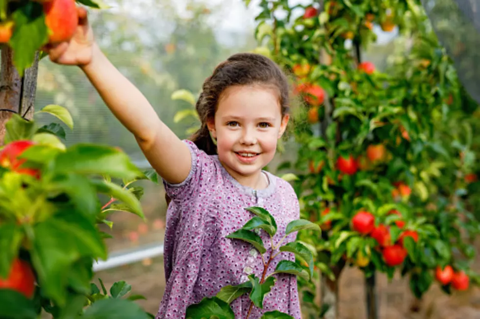 5 Apple Orchards Near the Quad Cities to Visit This Fall