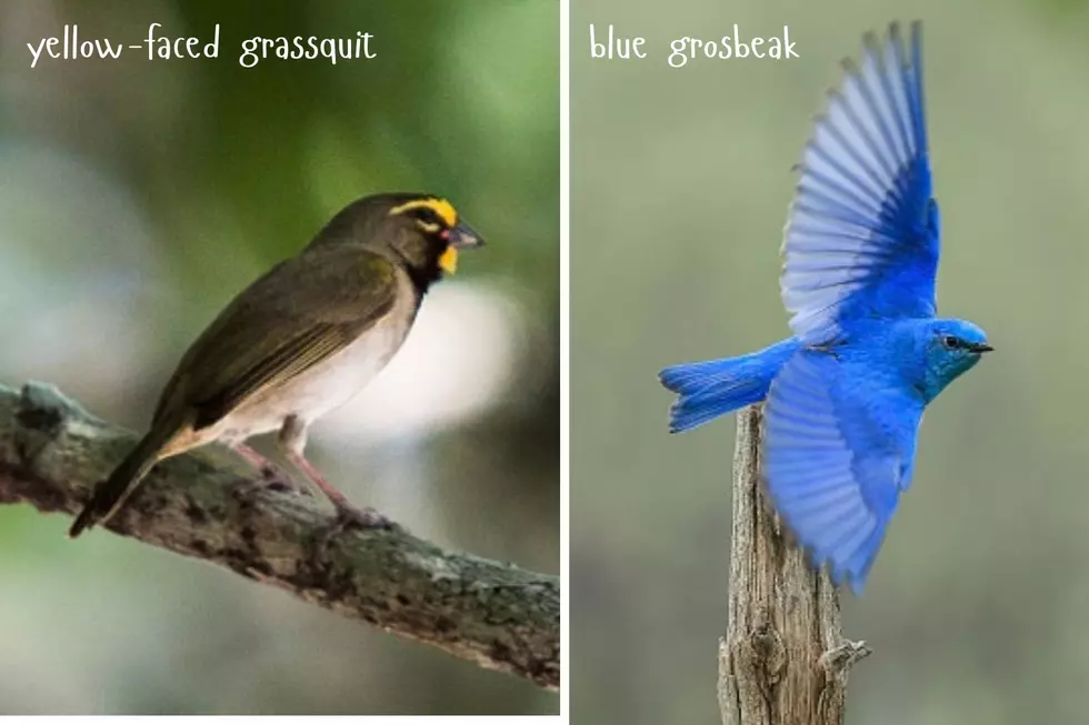 A yellow-faced grassquit and a blue grosbeak.