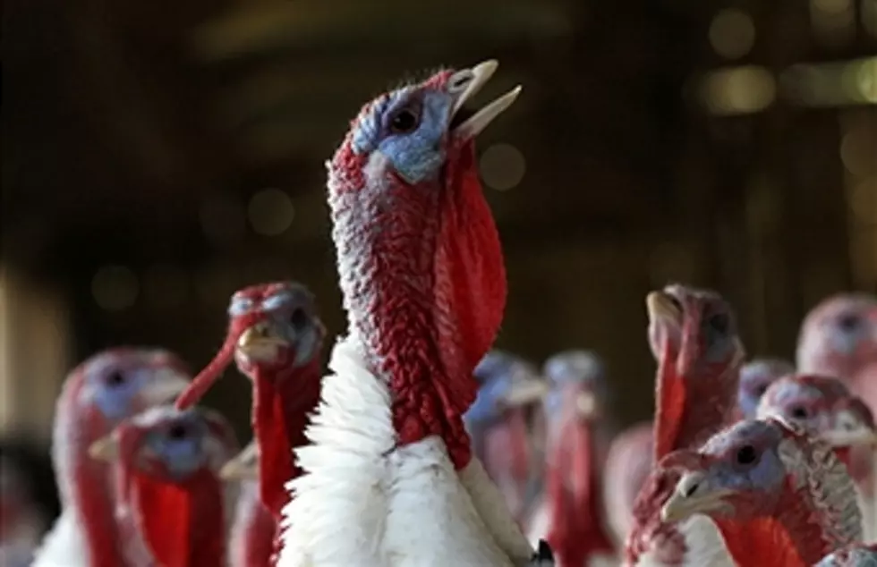 Talking Turkey: Some Fun Thanksgiving Trivia