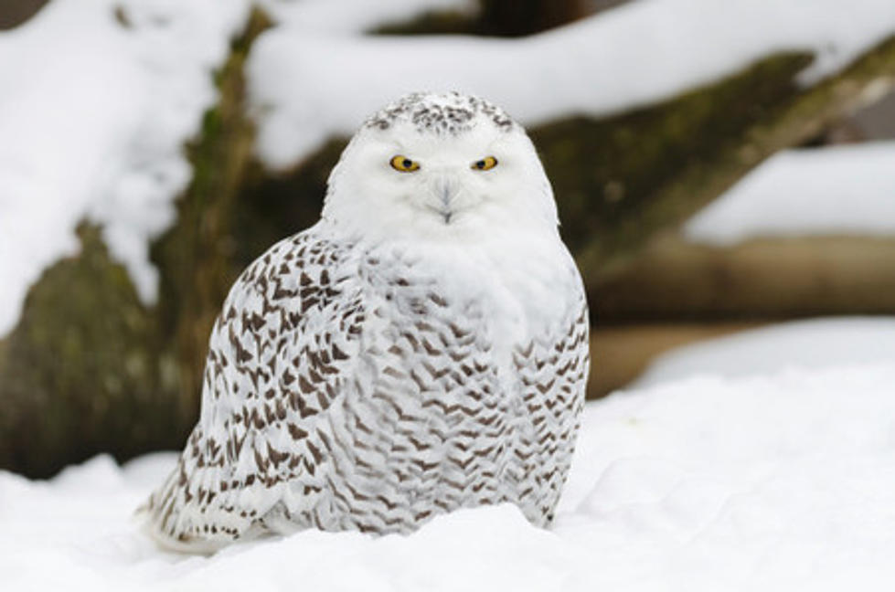 MN Rehabs Snowy Owl