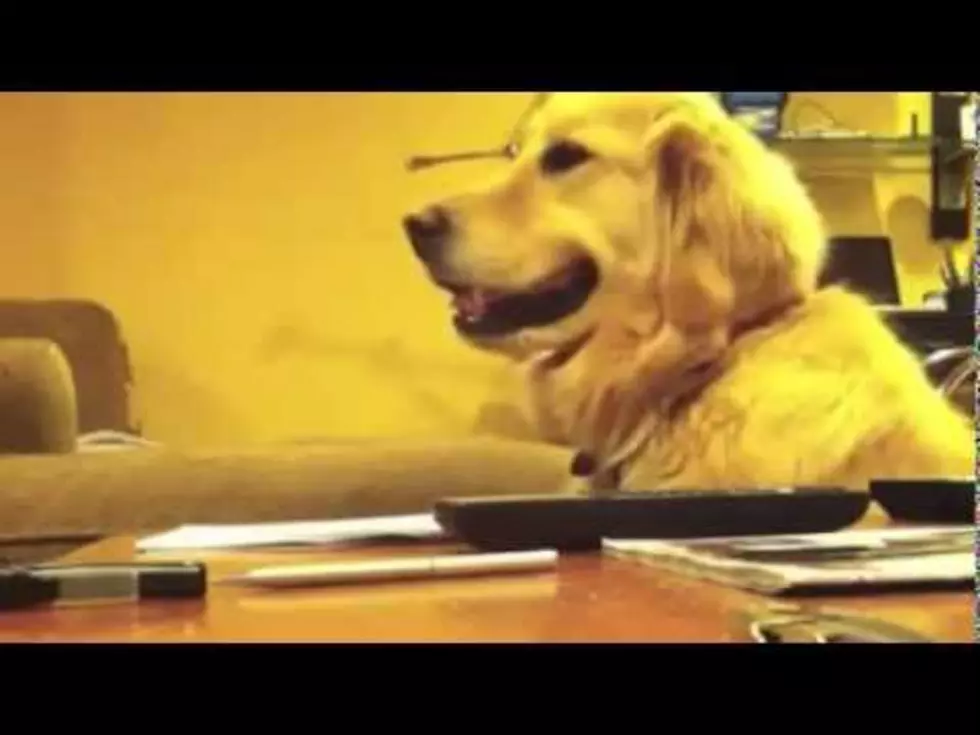 This Dog Loves Music! [Video]