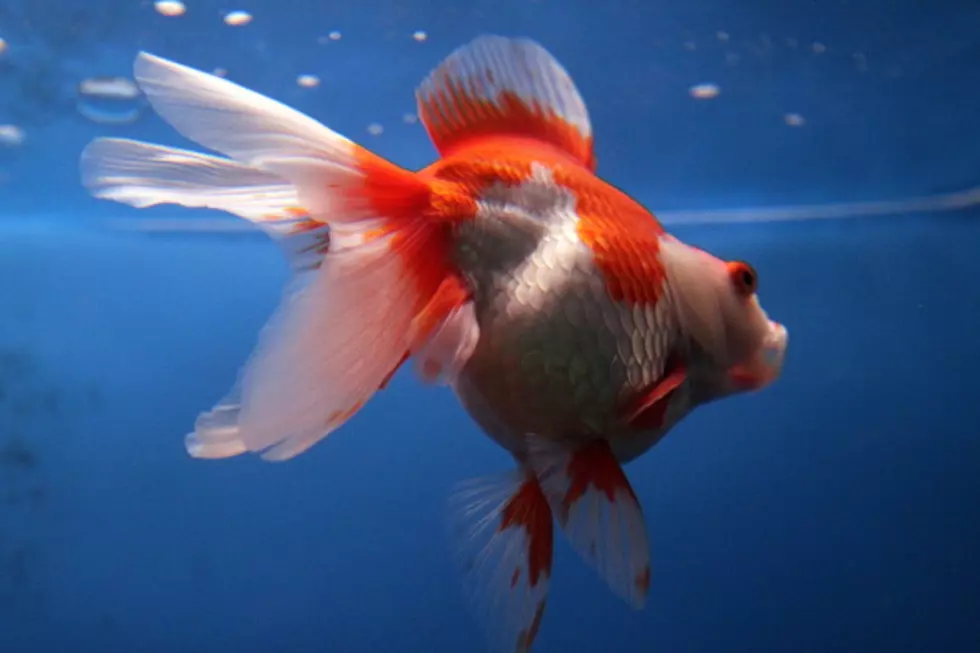 Life-Saving Operation on Goldfish