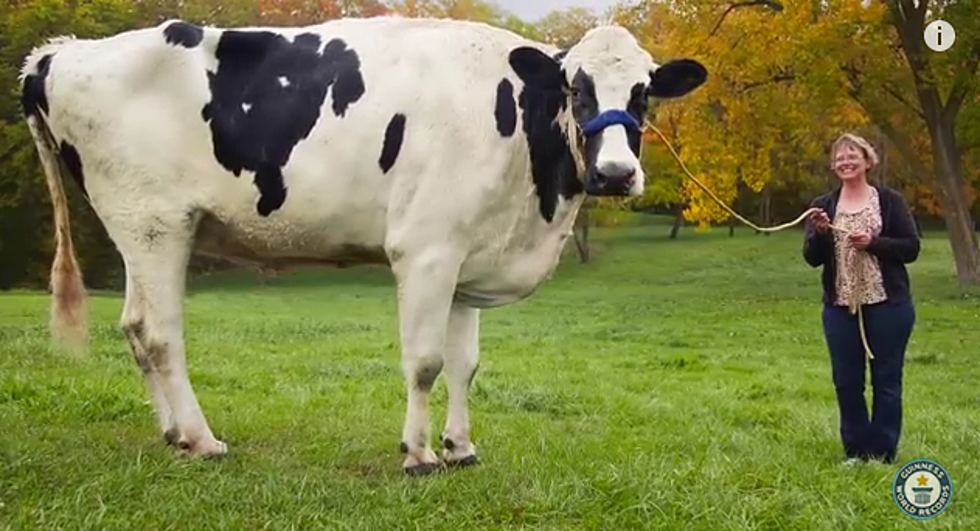 Meet the World’s Tallest Cow