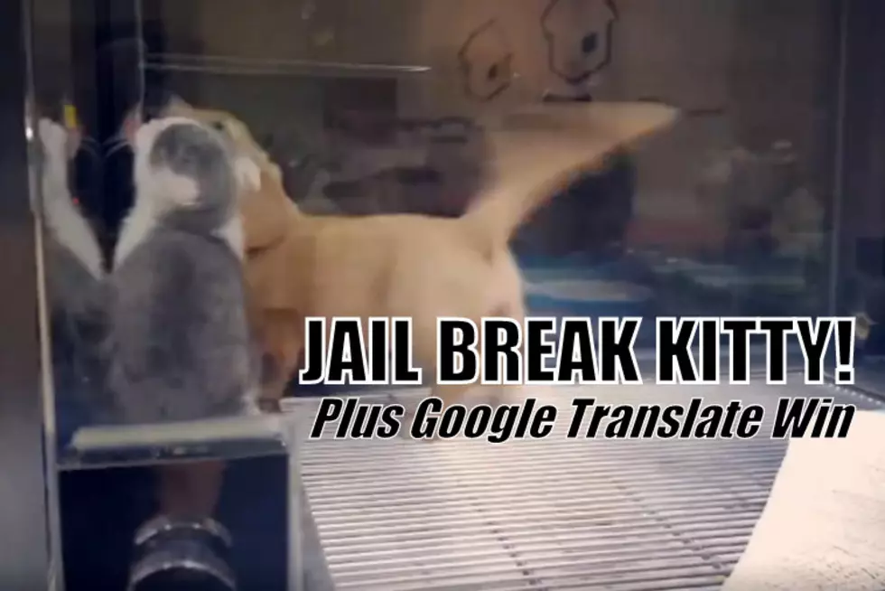 Kitty Goes Over the Wall to Visit Puppy and Best Goofy Google Translation