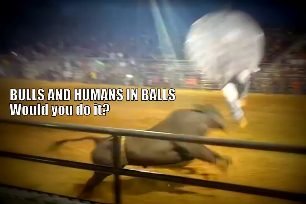 Bulls and People in Balls…Would You Do It? [Video]