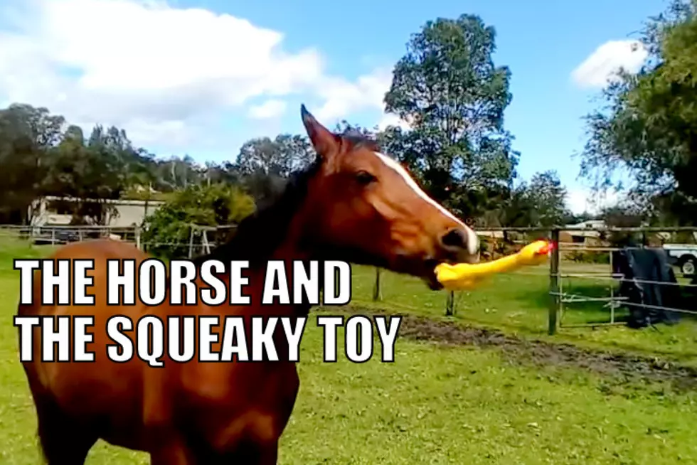 Horse + Squeaky Toy = So Much Joy! [Video]