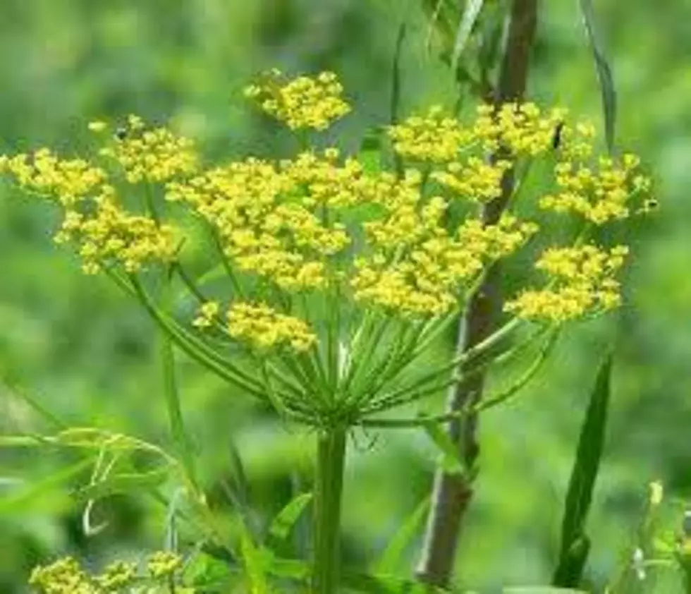 Unless You Enjoy Rashes and Blisters, Minnesotans Should Avoid This Plant!