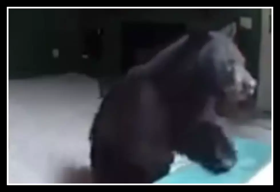 The Bear Breaks In and Plays Piano [Video]