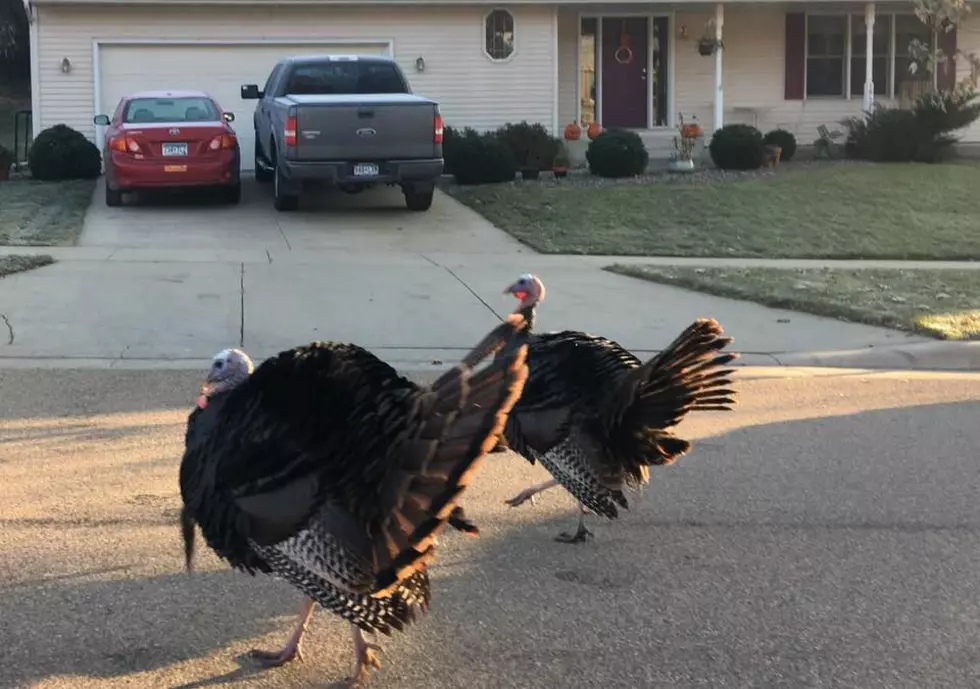 No Arrests Made For Jaywalking Rochester Turkeys
