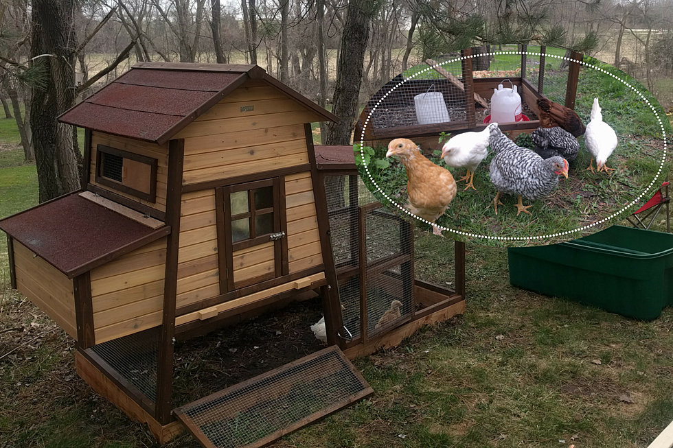 Did You Know You Can Rent Chickens in Rochester?