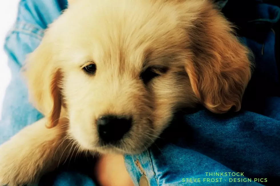 5 Reasons Why Your Family Needs a Puppy