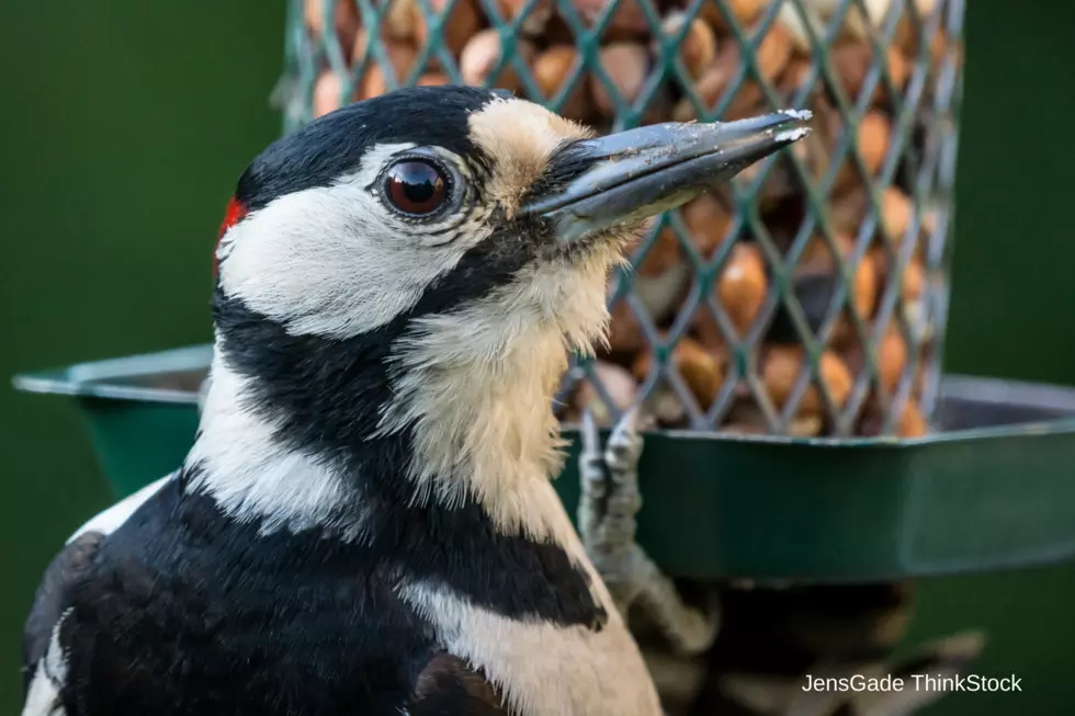 5 Ways To Help The Birds Stay Alive Right Now