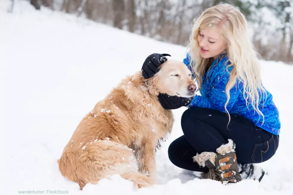Dog Owners, You Are Going To Love This Tip For The Winter!