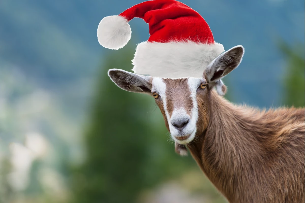 Bet You Don't Know About the Yule Goat Christmas Tradition! Goats Christmas