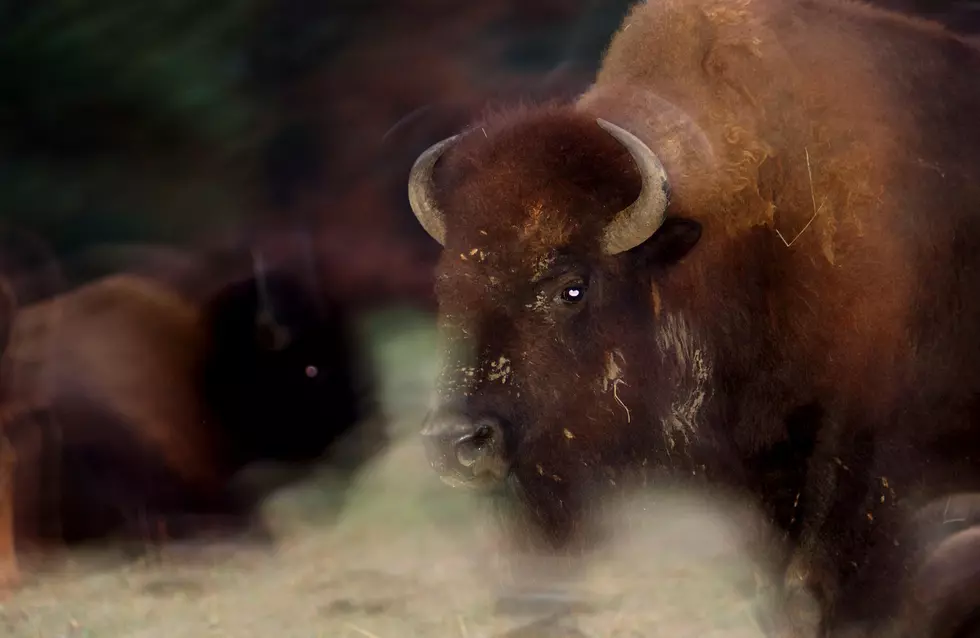 Buffalo On the Loose In SE Minnesota