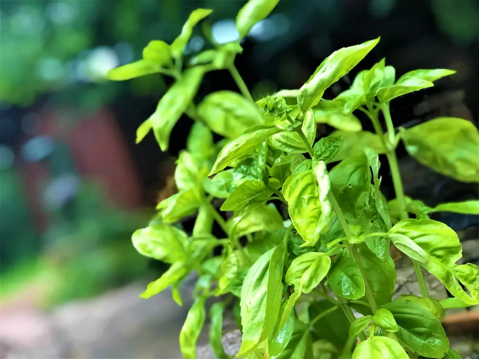 Contaminated Basil Makes 26 People Sick in Rochester