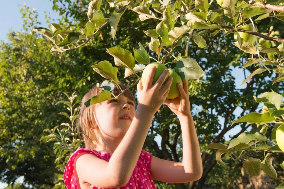 Five Apple Orchards To Visit In Southeast Minnesota