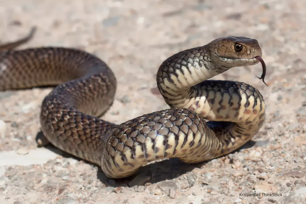 Minnesotans Are Adding Ex’s Names to Rats That Will Be Fed To Snakes