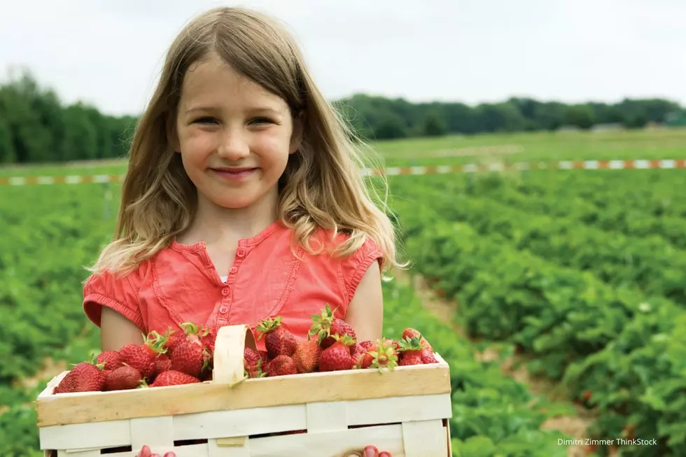 Southeast Minnesota Berry Farm Won’t Be Open For Picking Due to Covid-19