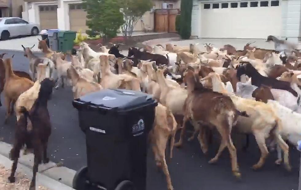 Hundreds of Goats Take Over California Town (VIDEO!)