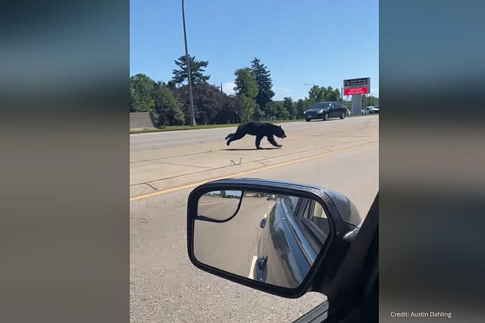 Black Bear Spotted Less Than An Hour From Rochester (Video)