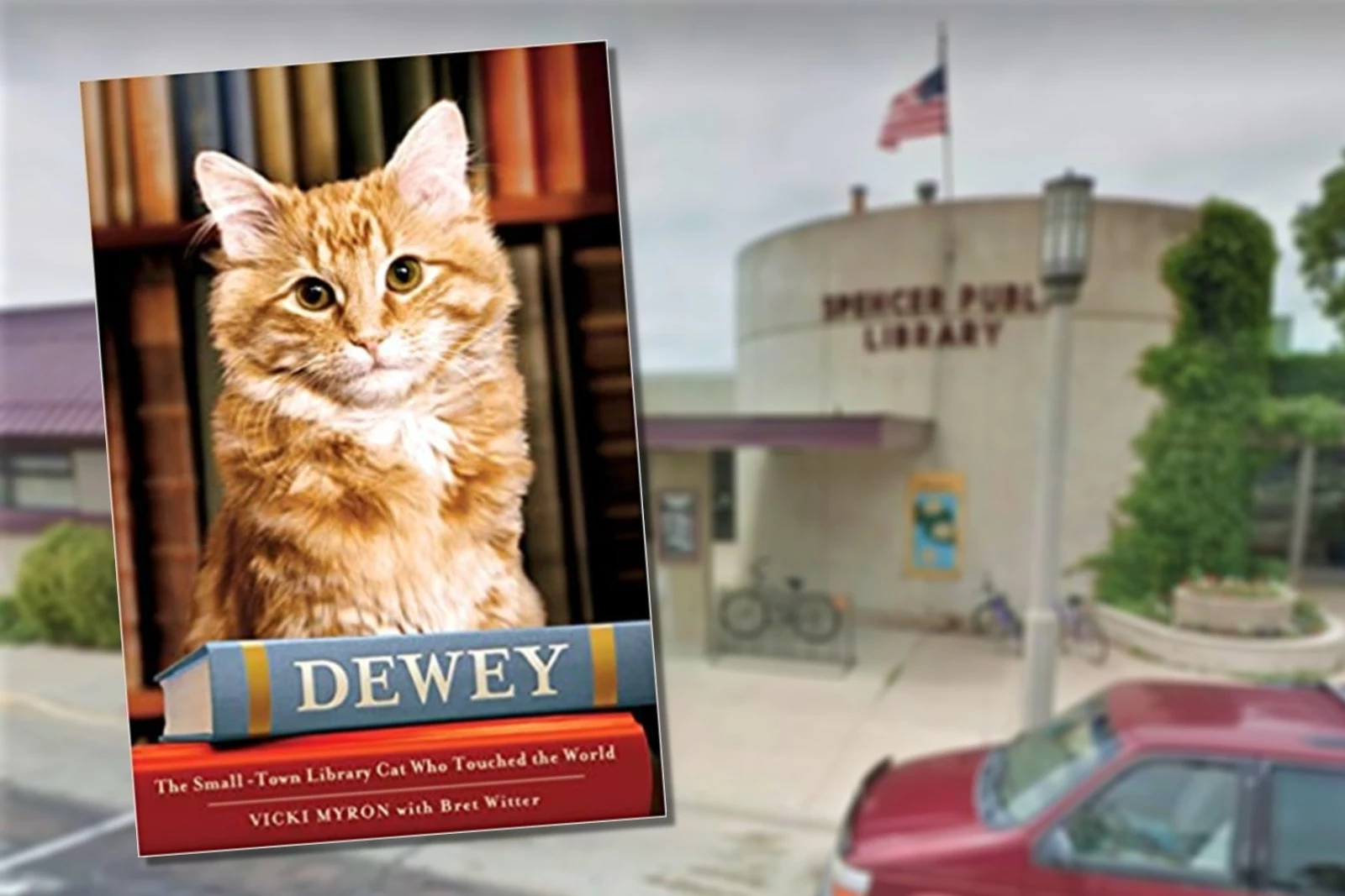 dewey cat in the library