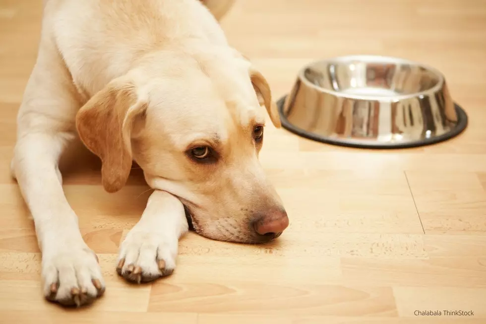 Dog and Cat Food Voluntarily Recalled in Minnesota After Deaths Reported