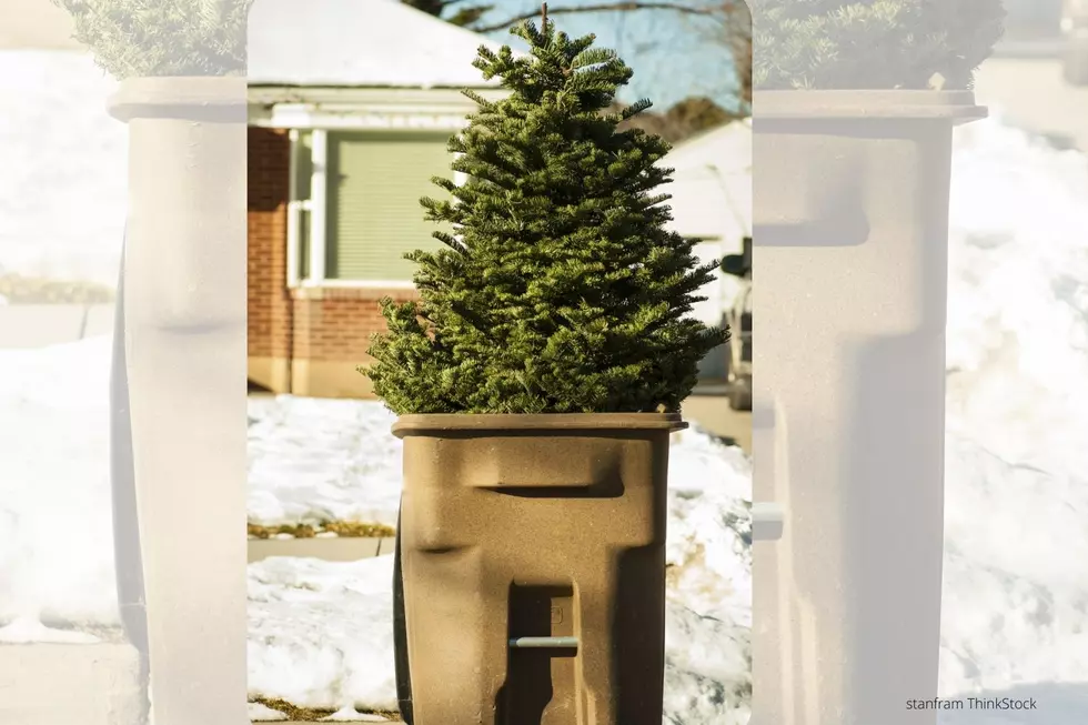 Got an Old Christmas Tree?  A Byron Business Has a Unique Idea