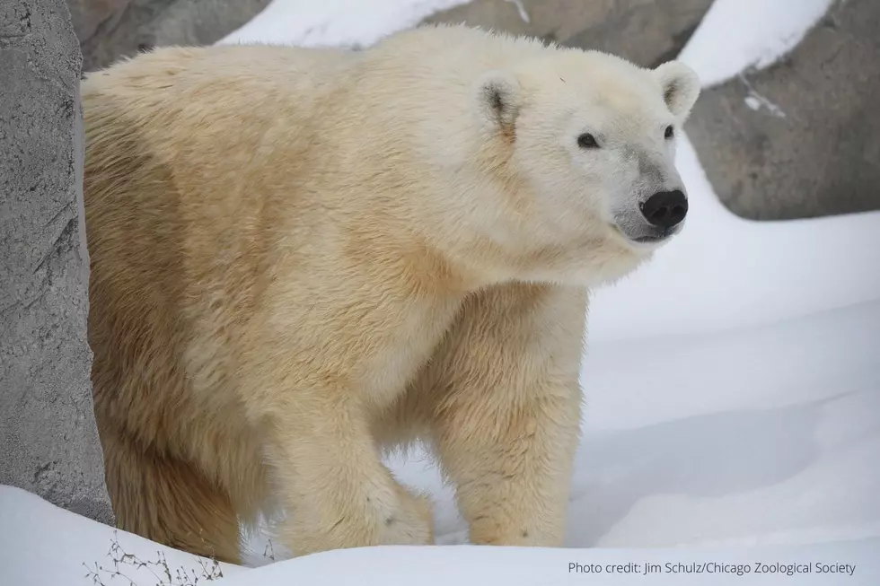 New Polar Bear at Como Zoo