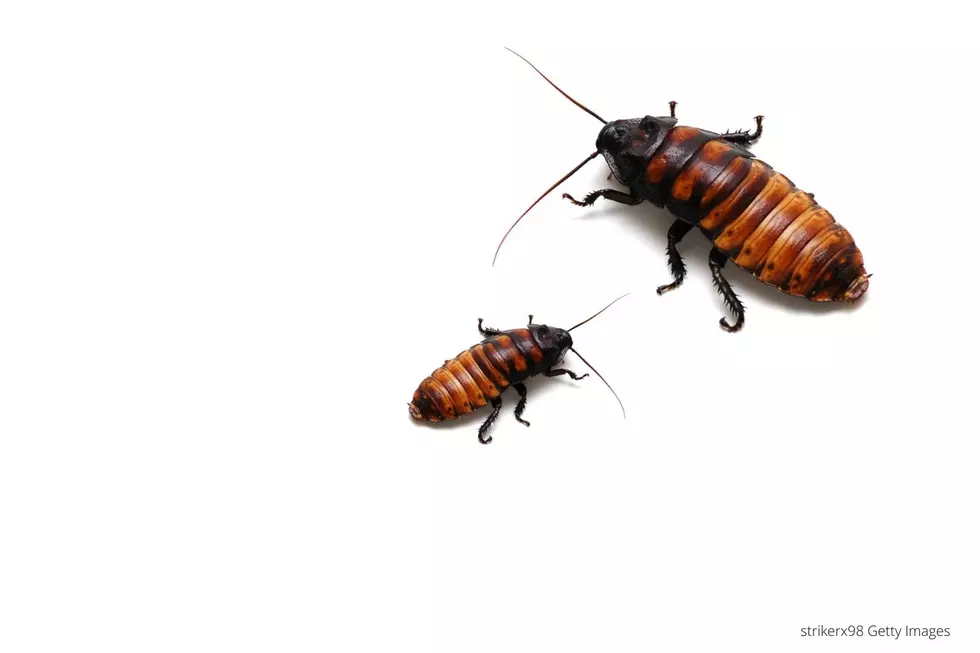 A Minnesota Zoo Invites You to Name a Hissing Cockroach After an Ex