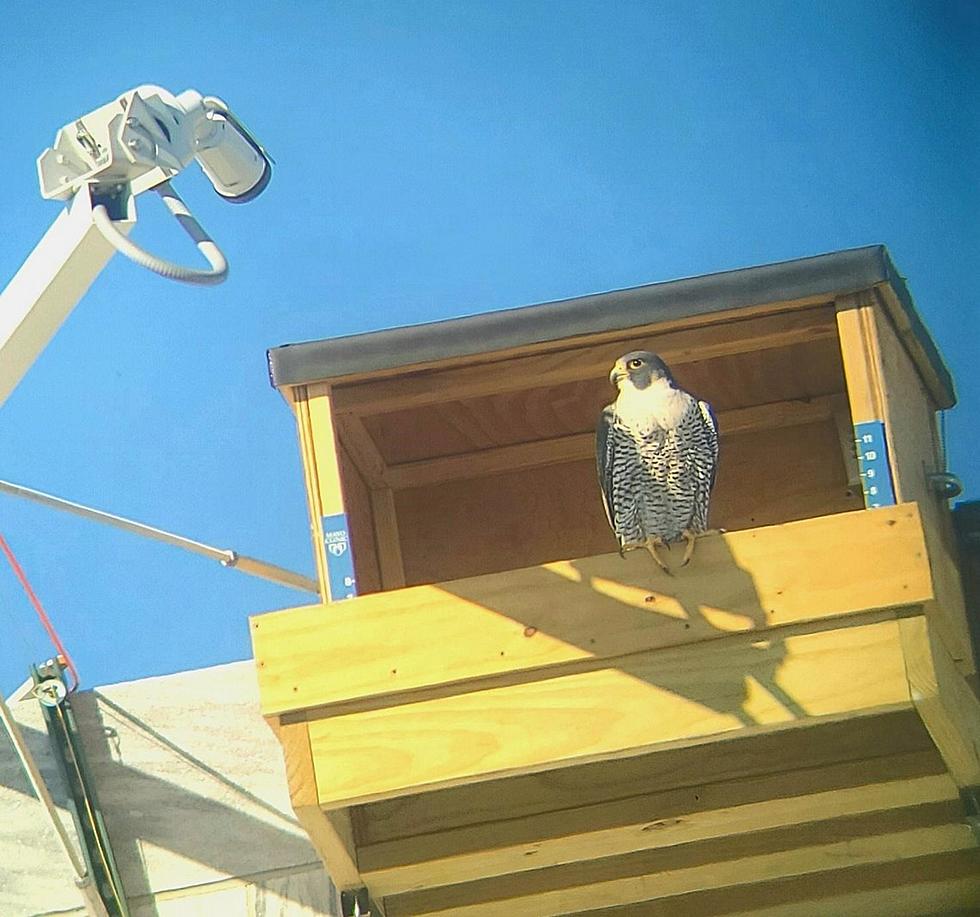 Rochester Mayo #FalconCam Update &#8211; Hattie&#8217;s Laid Her First Egg!