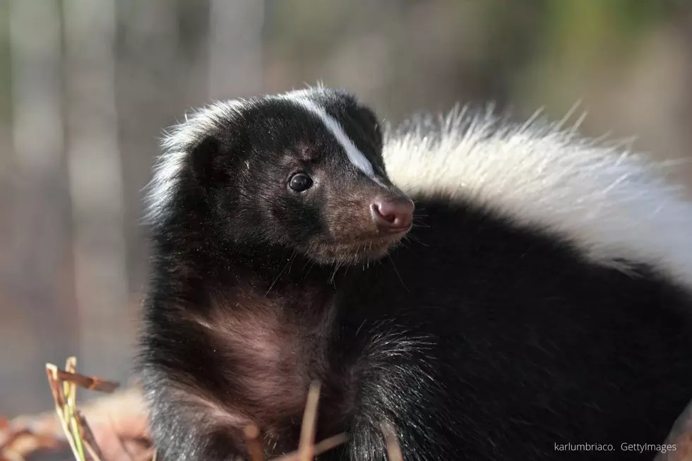 Move Over Tomato Juice! Minnesota Dog Owners Found New Tip to Handle Surprise Skunk Sprays