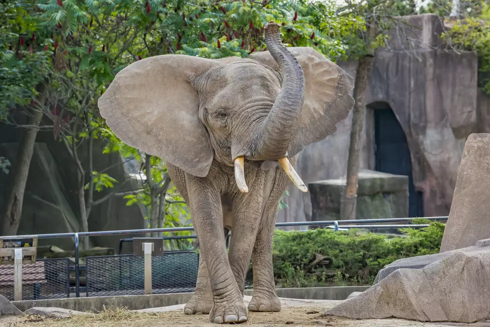 Wisconsin Dad Breaks Into Zoo’s Elephant Area To Impress Daughter