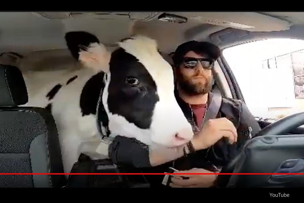 Ice Cream Loving Cow That’s Just 2 Hours from Rochester is Huge TikTok Star