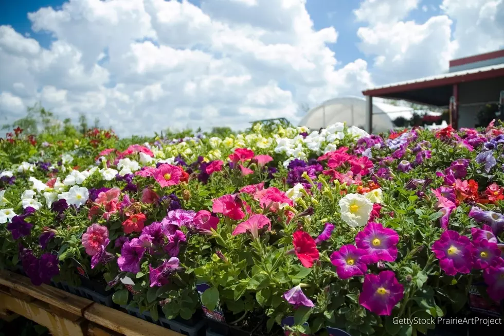 9 Places In and Around Rochester with the Best Flower and Vegetable Plants