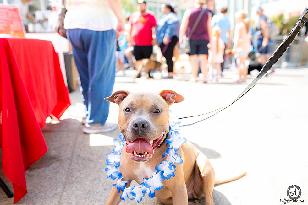 A Paw-Tastic Event Returns to Downtown Rochester In September