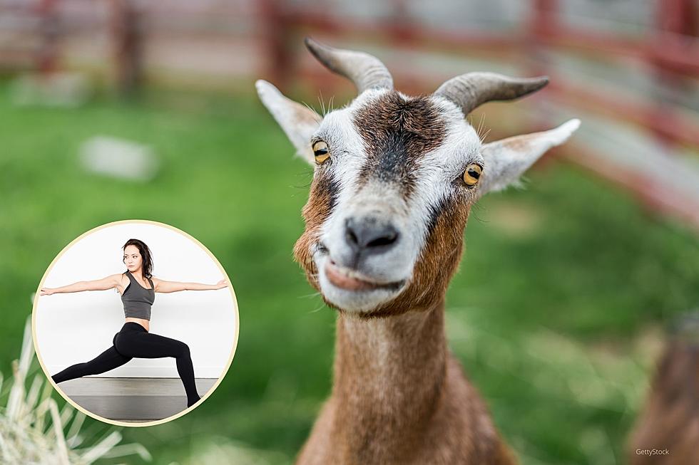 Unique Horse & Goat Yoga Classes Just 60 Minutes from Rochester