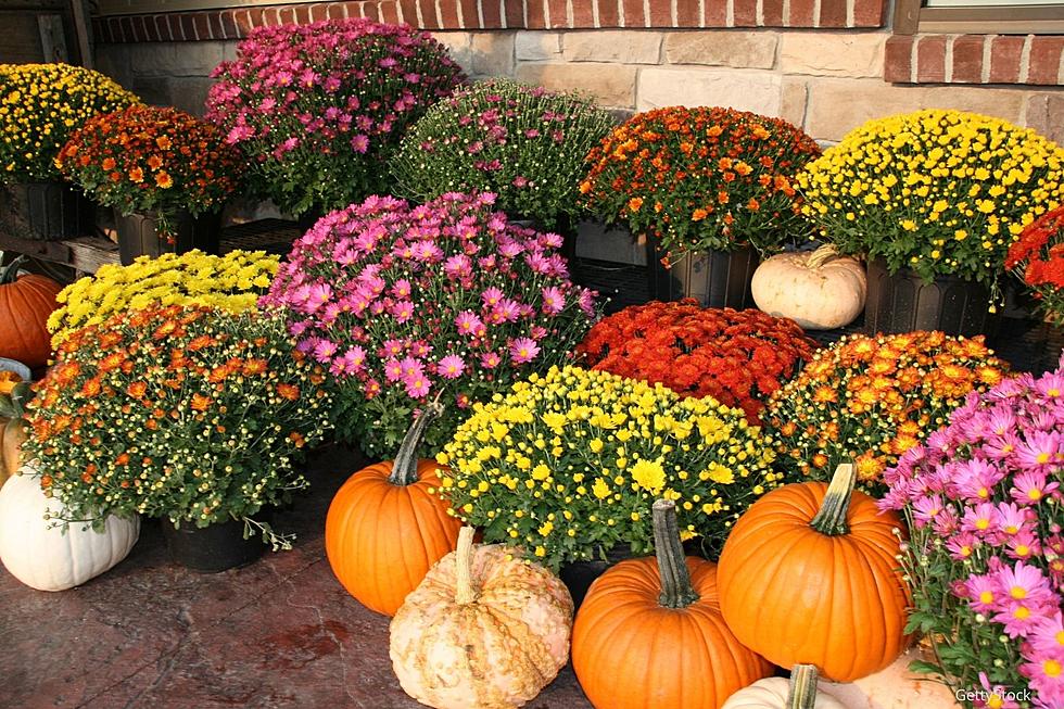 9 of the Best Spots Around Rochester Where You Can Find Gorgeous Mums