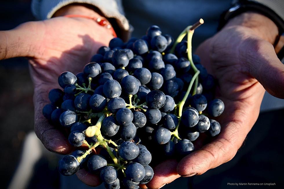 Delicious Grapes at Minnesota Winery Can Get Crushed By Your Two Feet