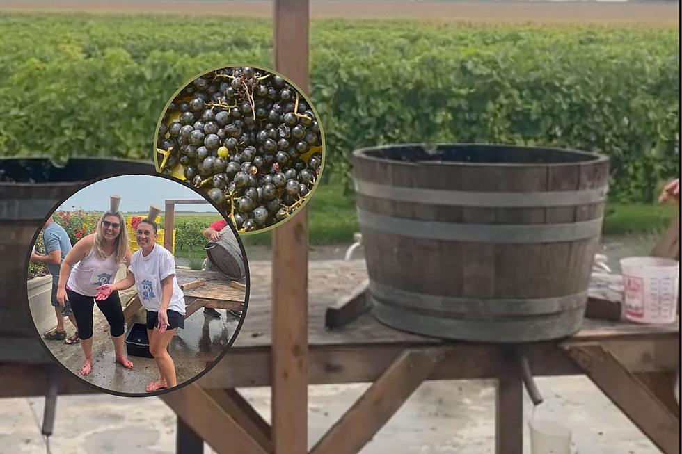 5 Awesome Reasons To Grape Stomp at a Minnesota Winery
