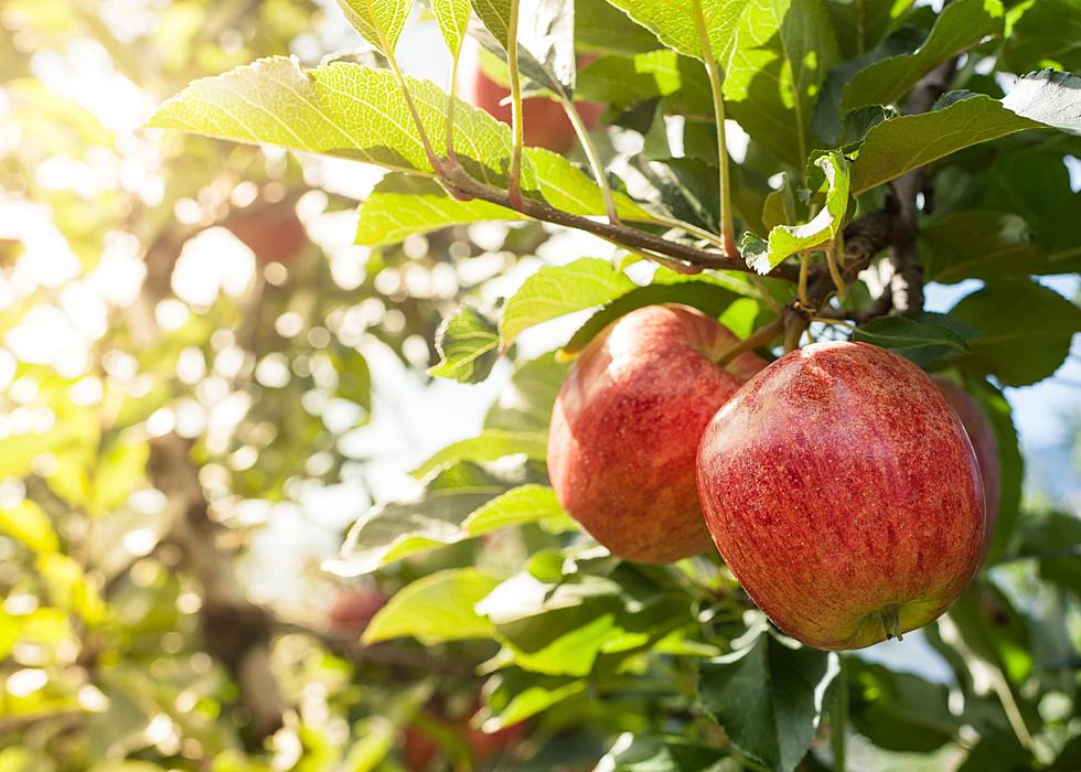 Apples- Mcintosh — Sun Orchard Apples