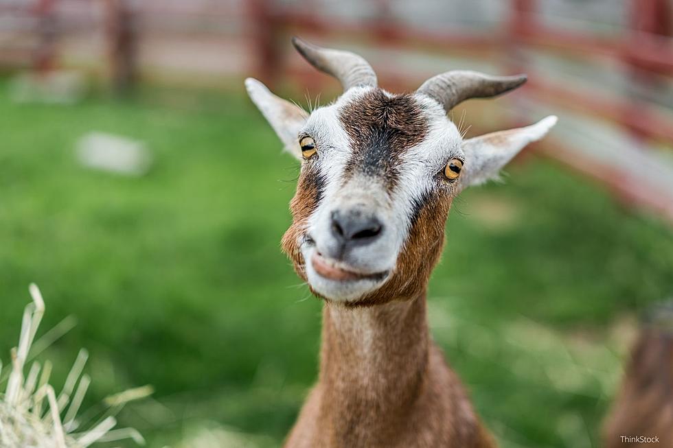 Olmsted County Sheriff Came to the Rescue of 20-30 Goats Near Rochester