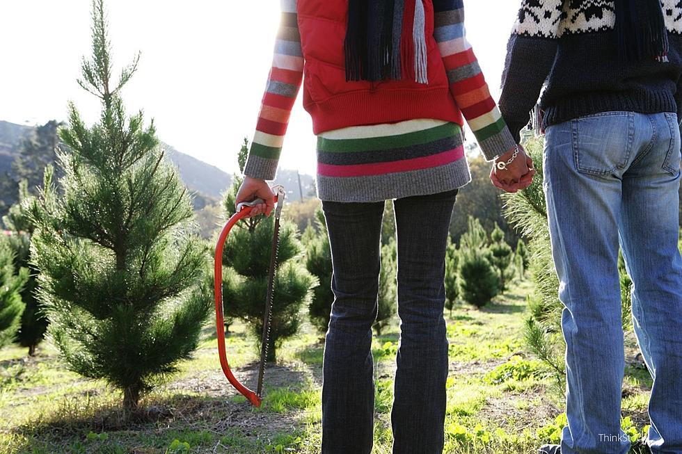 Find Real Christmas Trees at These 12 Spots Near Rochester