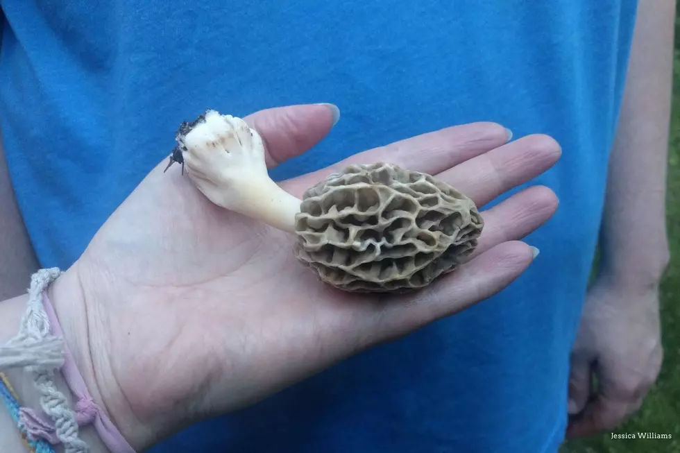 4 Tips to Find the Super Secretive Morel Mushroom in Minnesota