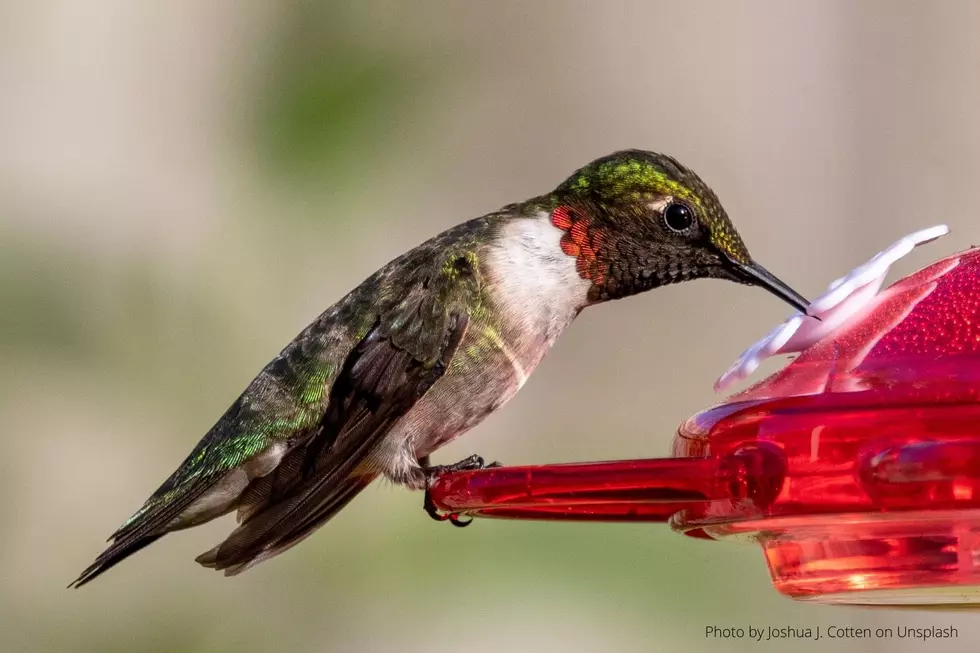 10 Easy Ways to Attract Hummingbirds to Minnesota Yards