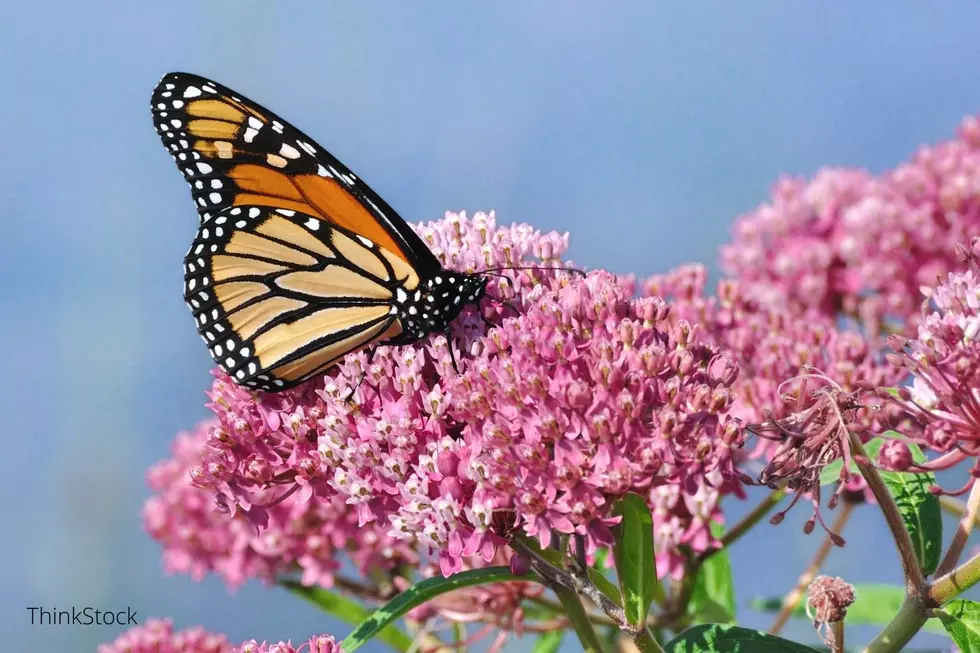 Huge Sighting in Minnesota Indicates Monarchs Are On The Way