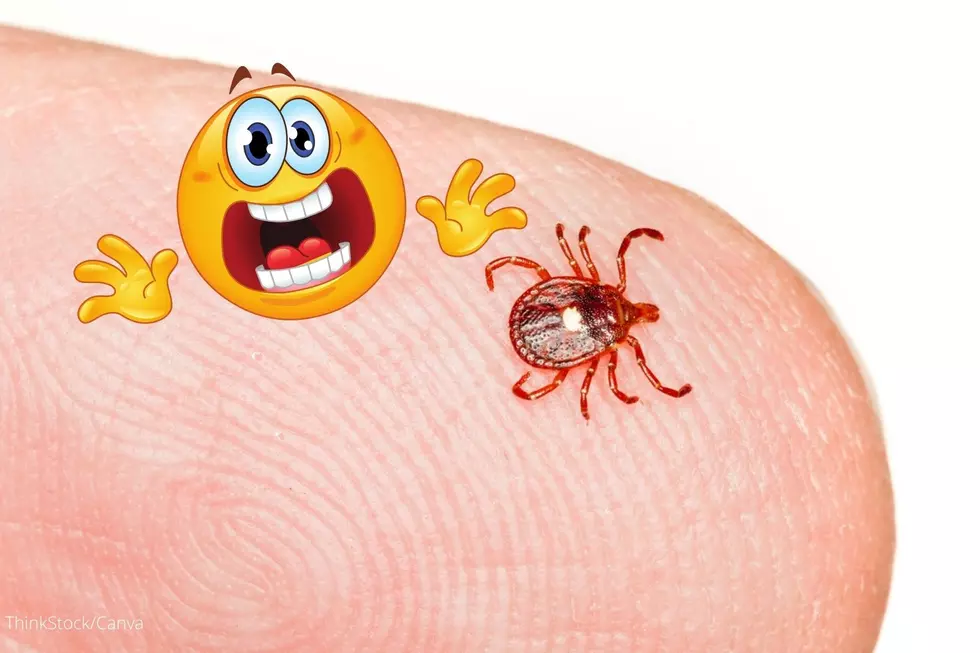 WARNING: Tick Found In Minnesota Causes Meat Allergy